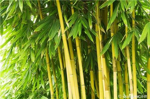 竹子.jpg